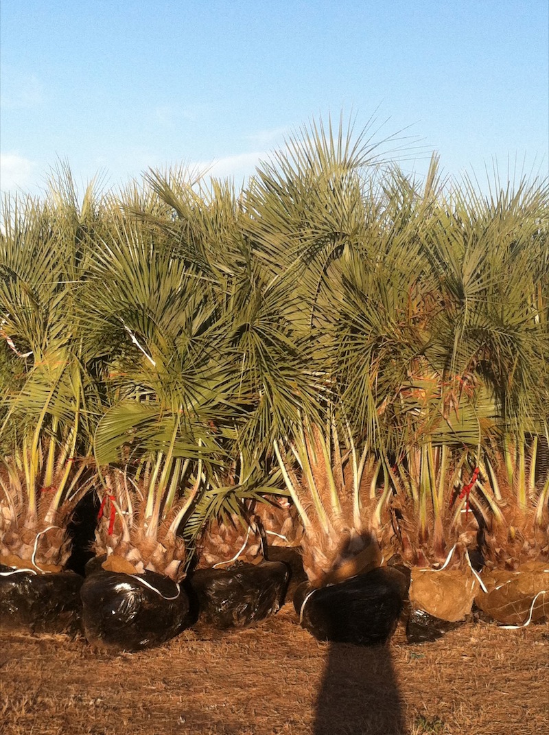 Garners Ferry Landscape Supply Mulch Columbia SC, Palm Trees Columbia