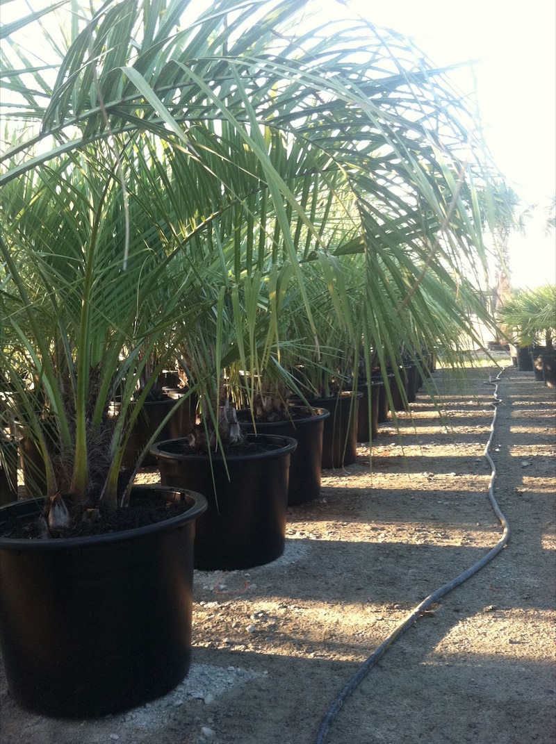 Garners Ferry Landscape Supply Mulch Columbia SC, Palm Trees Columbia