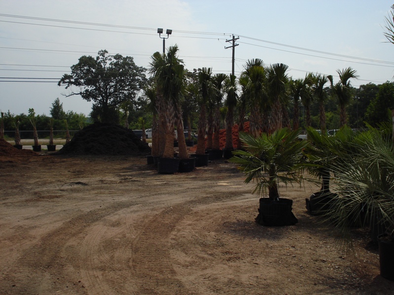 Garners Ferry Landscape Supply Mulch Columbia SC, Palm Trees Columbia