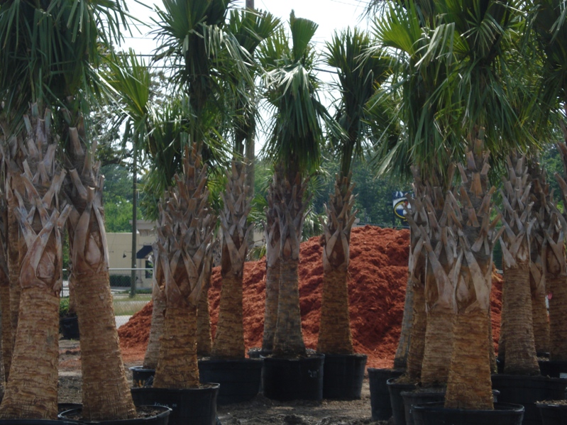 Garners Ferry Landscape Supply Mulch Columbia SC, Palm Trees Columbia