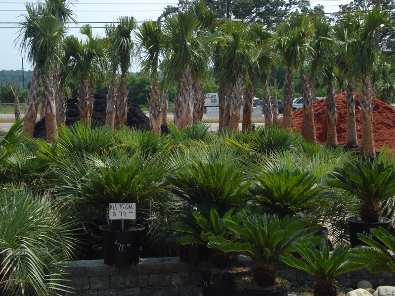Garners Ferry Landscape Supply Mulch Columbia SC, Palm Trees Columbia