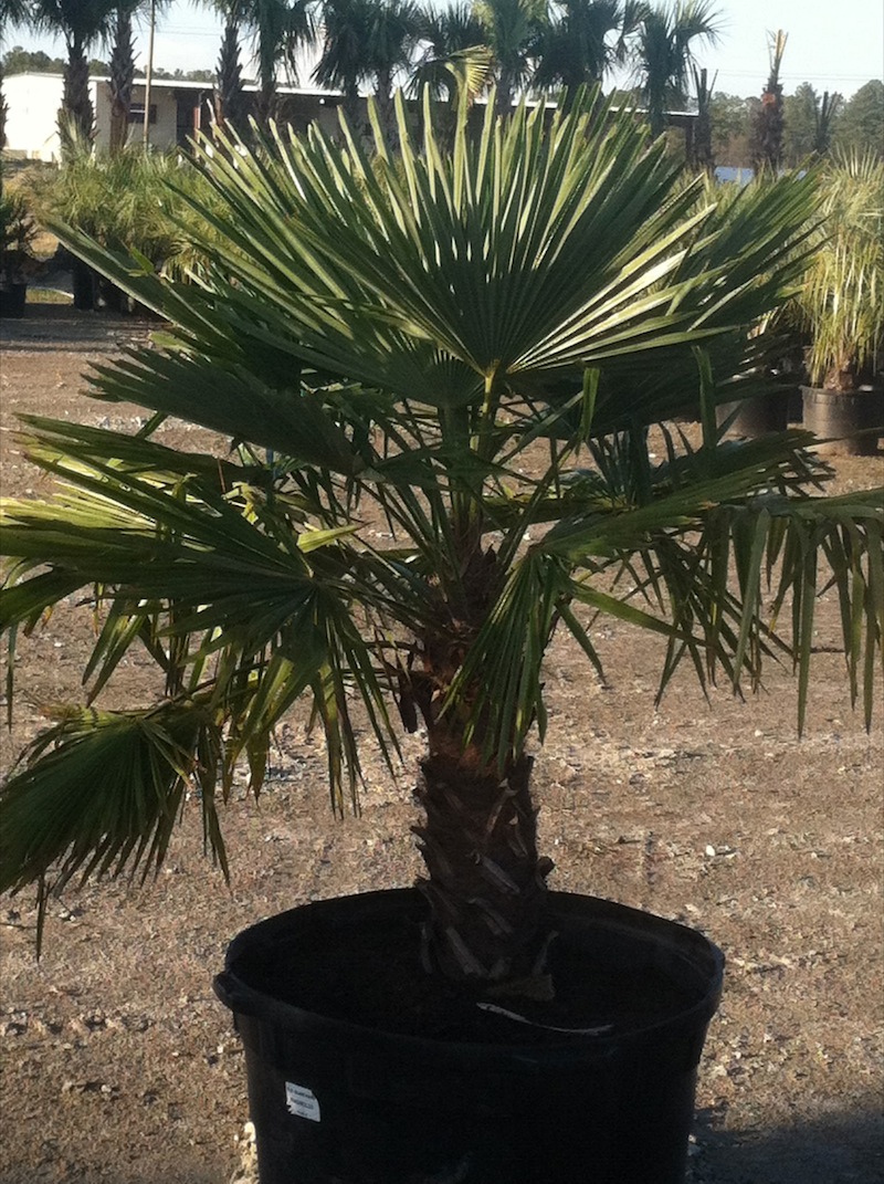 Garners Ferry Landscape Supply Mulch Columbia SC, Palm Trees Columbia