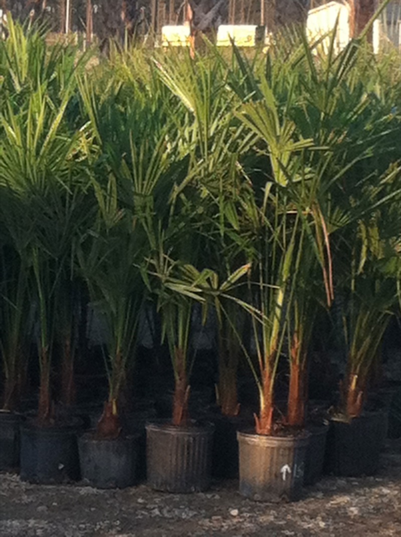 Garners Ferry Landscape Supply Mulch Columbia SC, Palm Trees Columbia