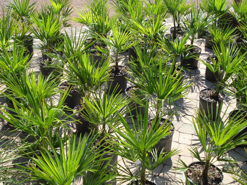 Garners Ferry Landscape Supply Mulch Columbia SC, Palm Trees Columbia