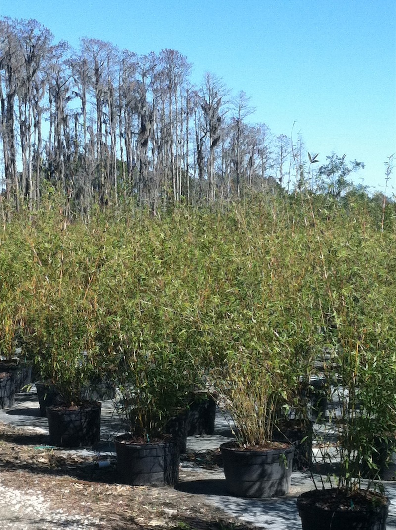 Garners Ferry Landscape Supply Mulch Columbia SC, Palm Trees Columbia