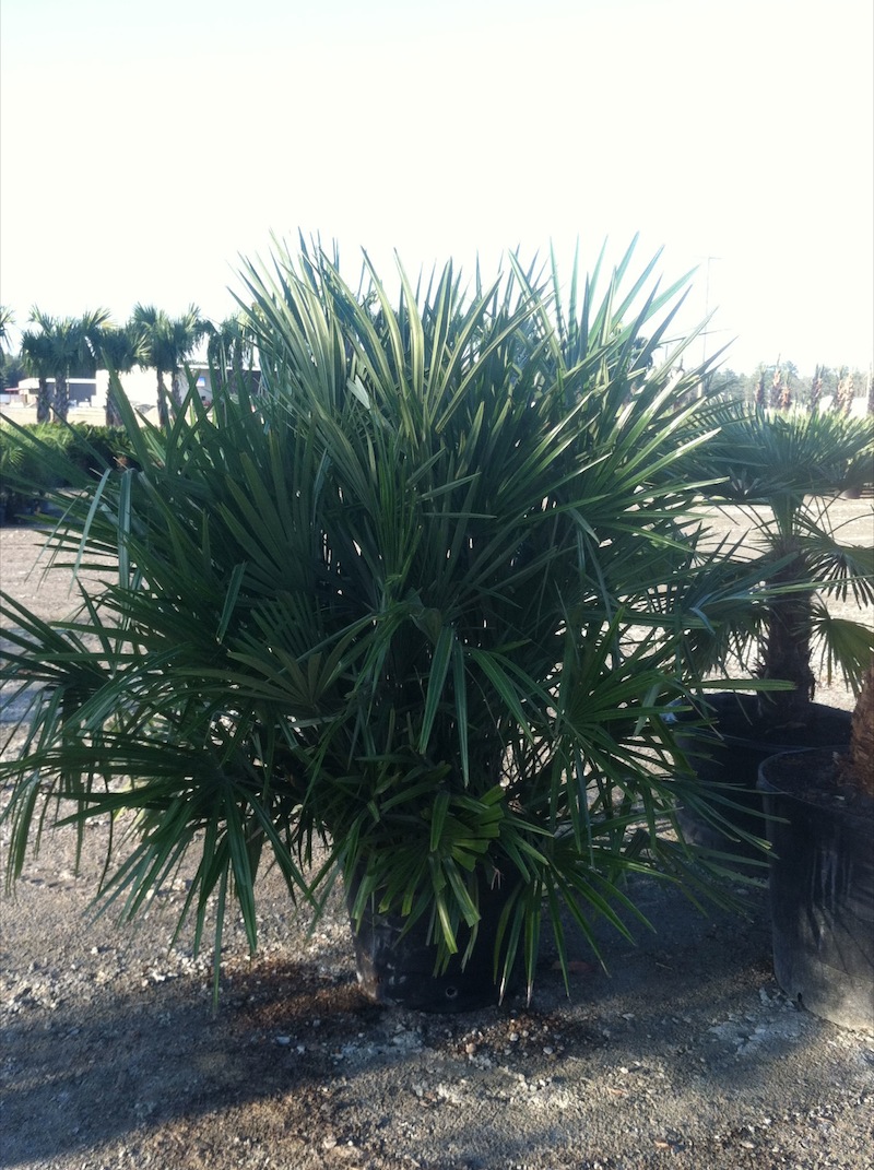 Garners Ferry Landscape Supply Mulch Columbia SC, Palm Trees Columbia